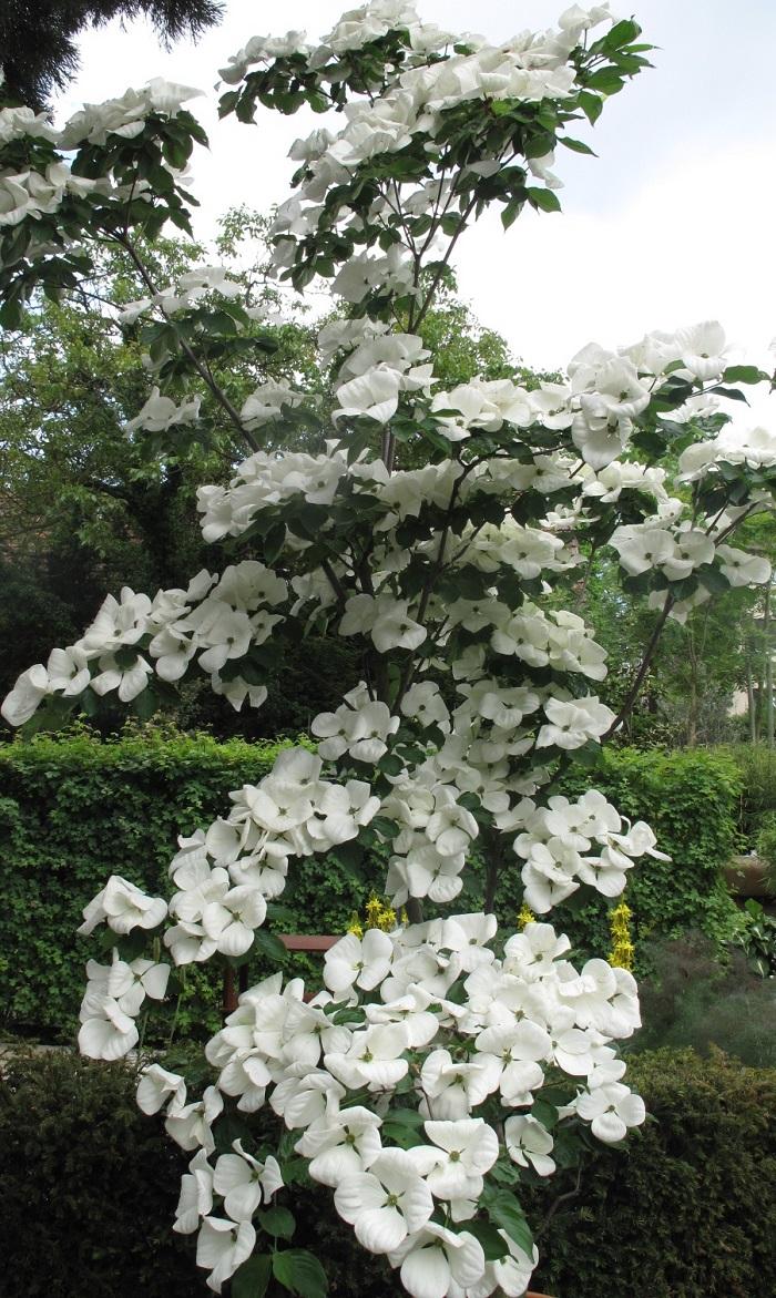 Cornus Venus Single Stem - View 2 from www redcrocus com