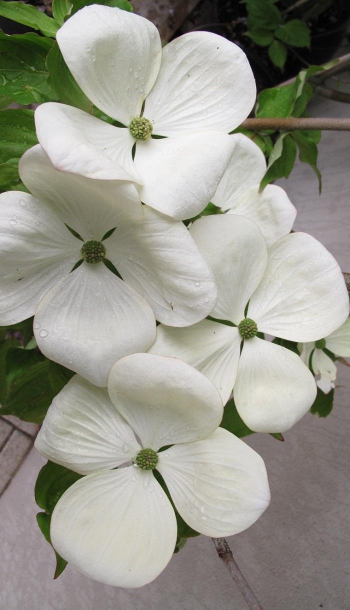Cornus Venus Single Stem - View 5 from www redcrocus com
