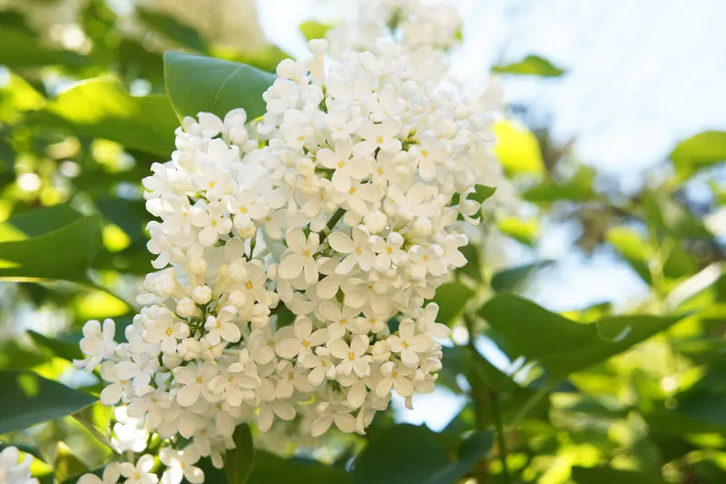 Syringa Reticulata Ivory Silk - View 10 from www redcrocus com