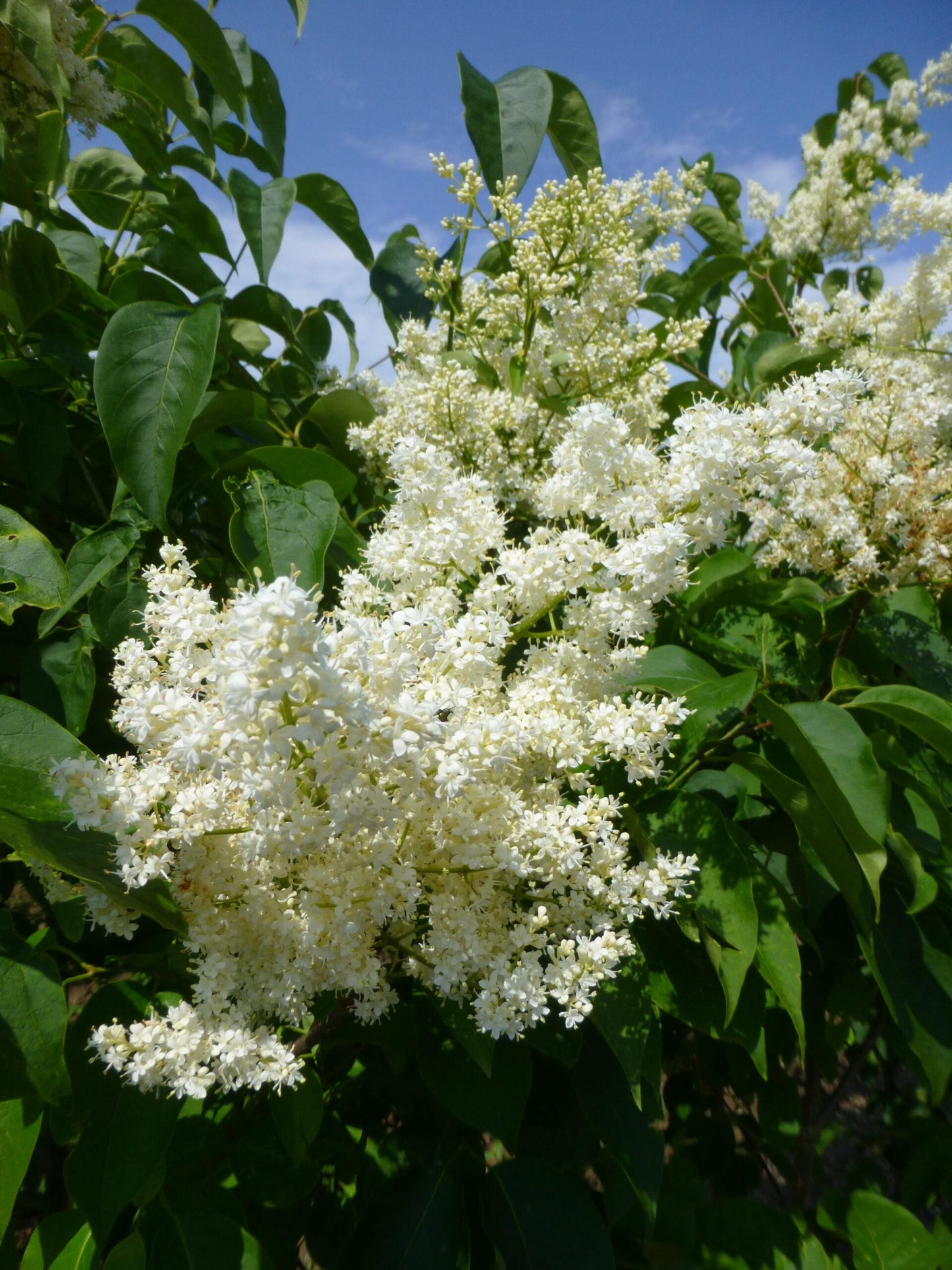 Syringa Reticulata Ivory Silk - View 13 from www redcrocus com