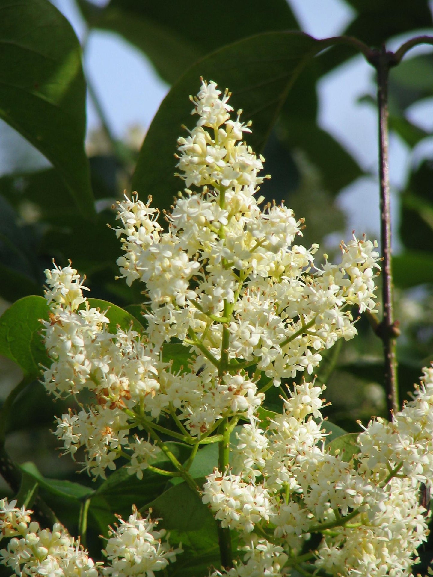 Syringa Reticulata Ivory Silk - View 15 from www redcrocus com