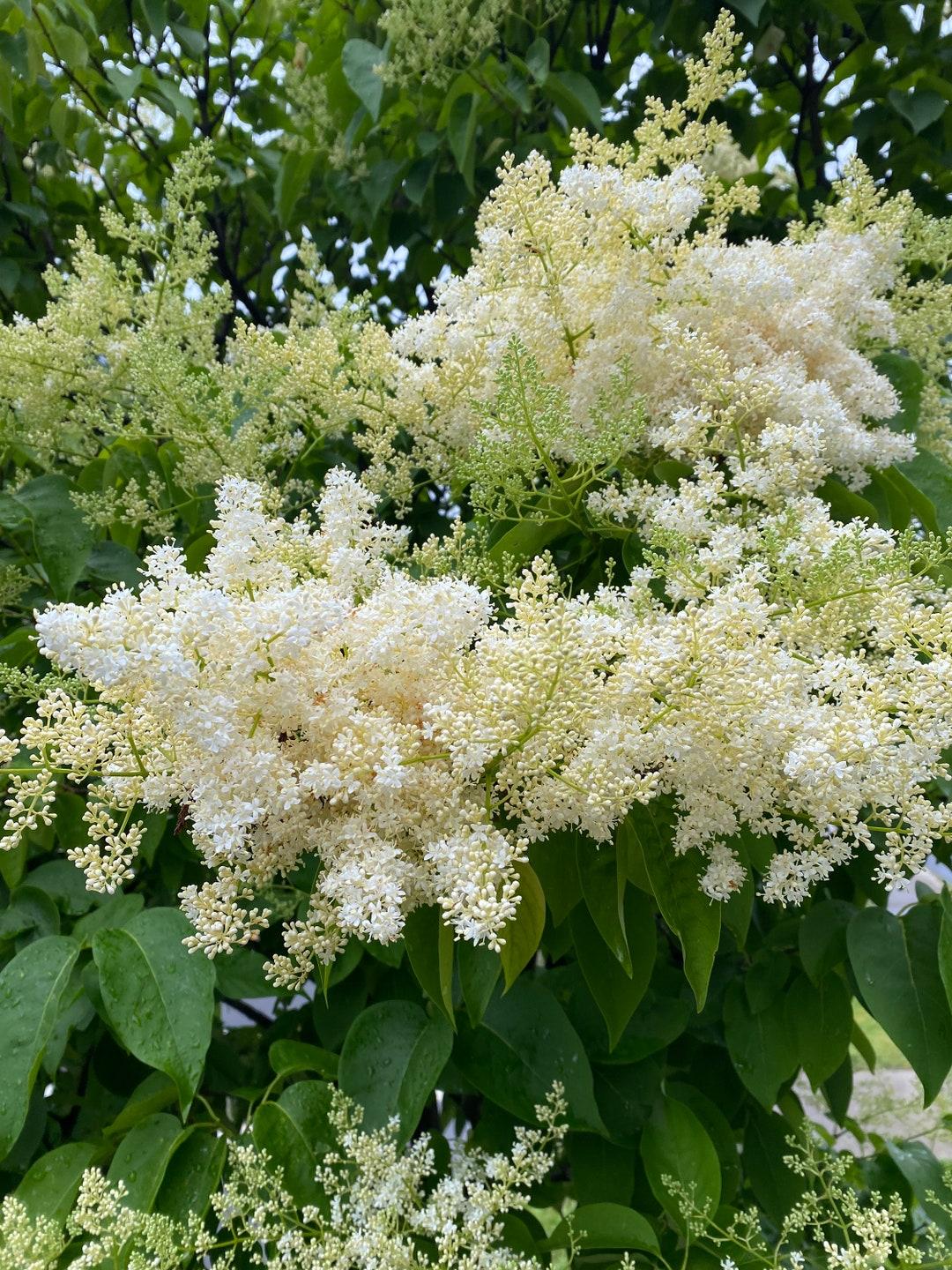 Syringa Reticulata Ivory Silk - View 19 from www redcrocus com
