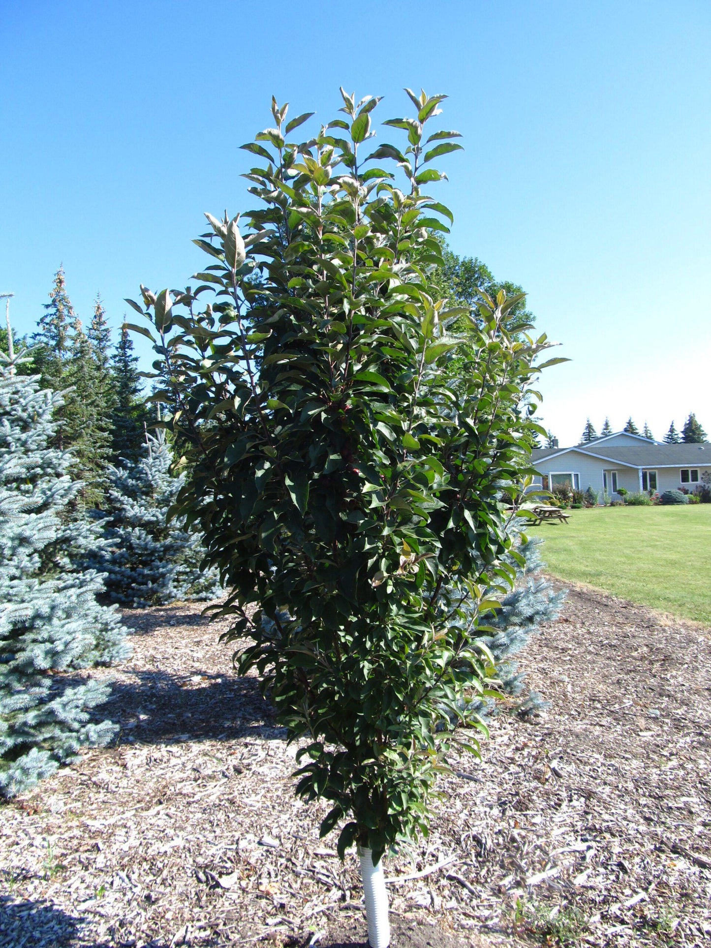 Malus Emerald Spire - View 9 from www redcrocus com