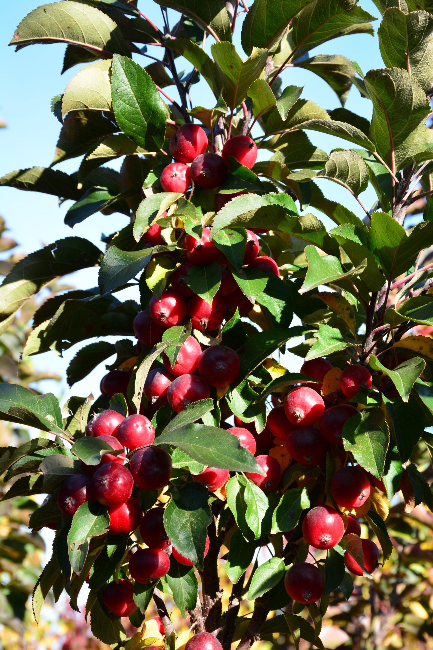 Malus 'emerald Spire' - View 13 from www redcrocus com