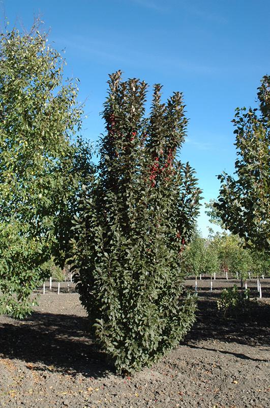 Malus 'emerald Spire' - View 1 from www redcrocus com