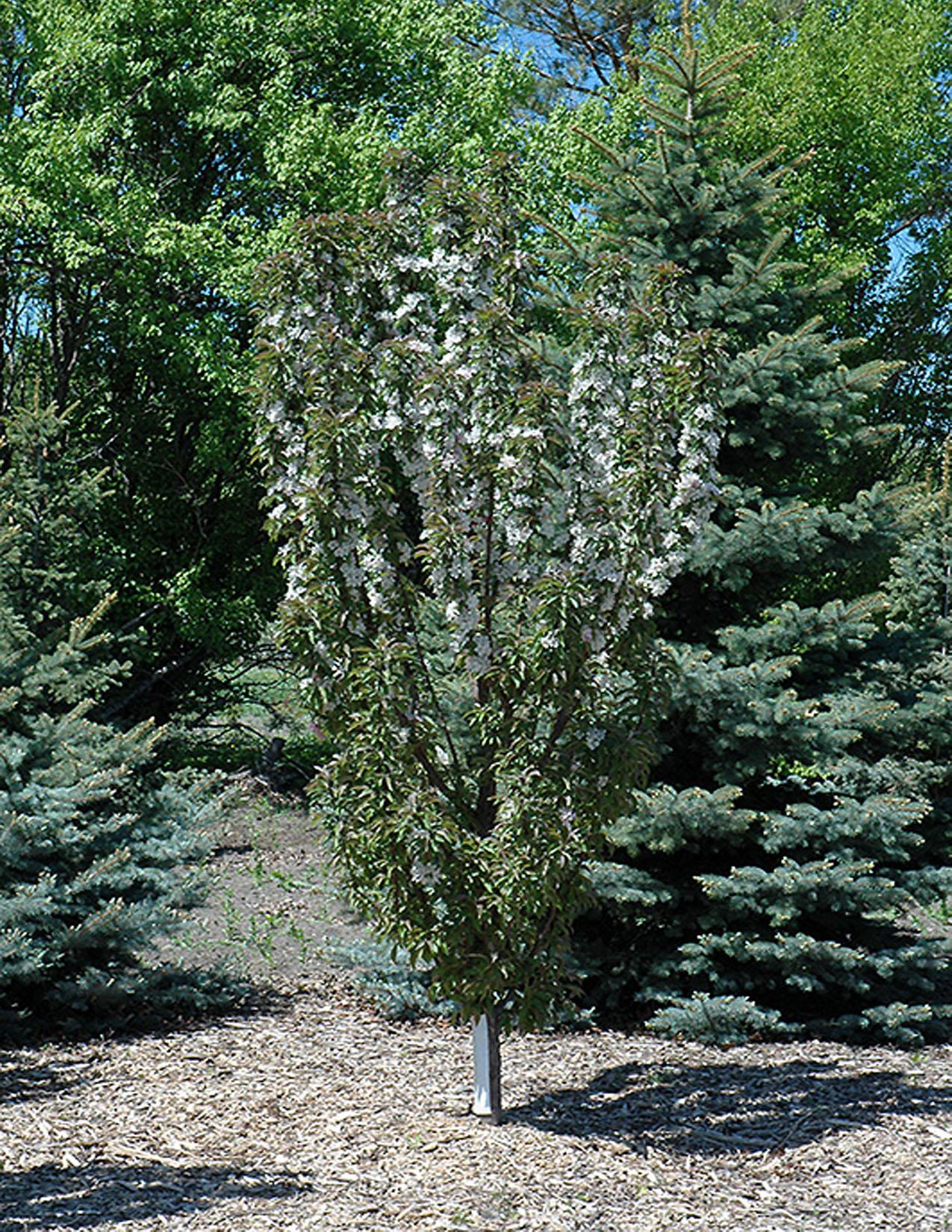 Malus 'emerald Spire' - View 5 from www redcrocus com