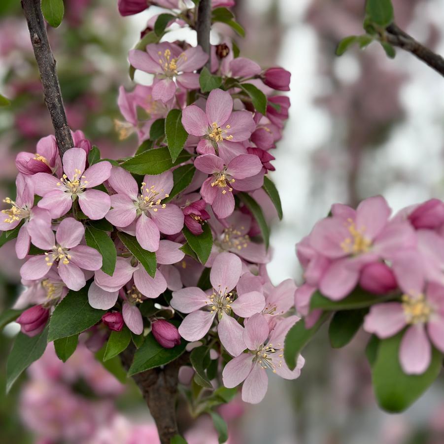 Malus 'emerald Spire' - View 6 from www redcrocus com