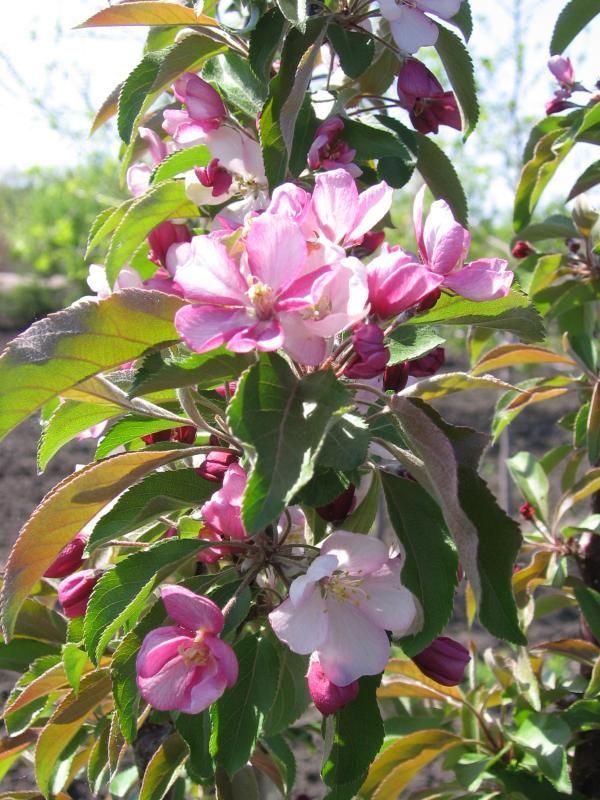 Malus 'emerald Spire' - View 7 from www redcrocus com