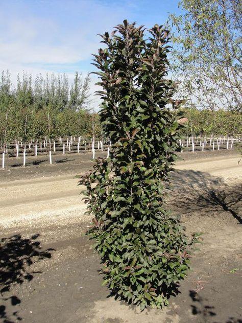 Malus 'emerald Spire' - View 9 from www redcrocus com