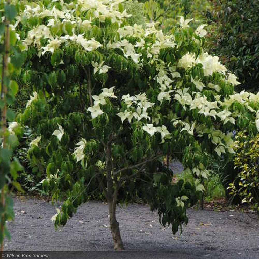 Cornus Kousa 'greensleeves' Single Stem - View 9 from www redcrocus com