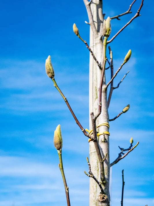 Magnolia 'galaxy' Single Stem - View 10 from www redcrocus com