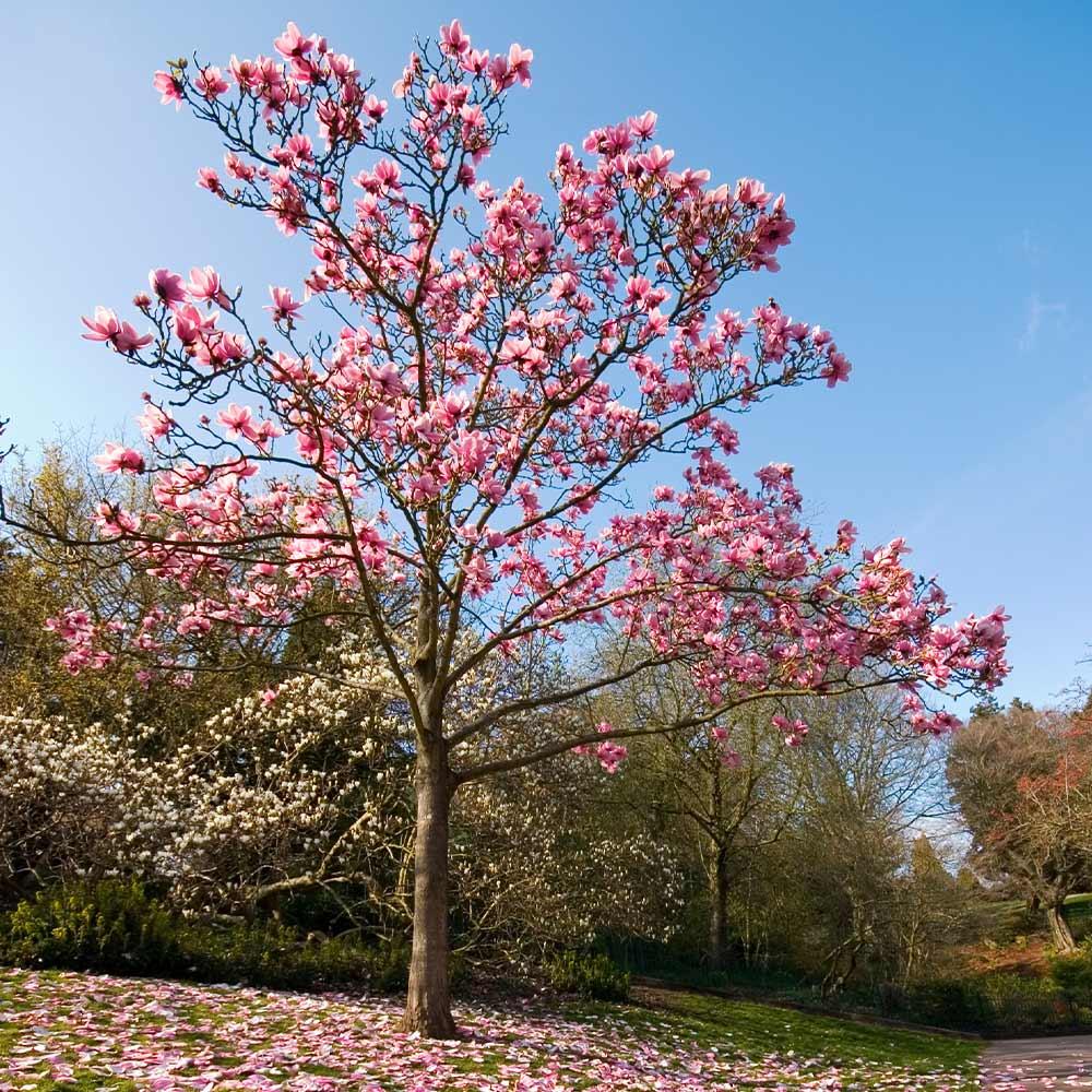 Magnolia 'galaxy' Single Stem - View 9 from www redcrocus com