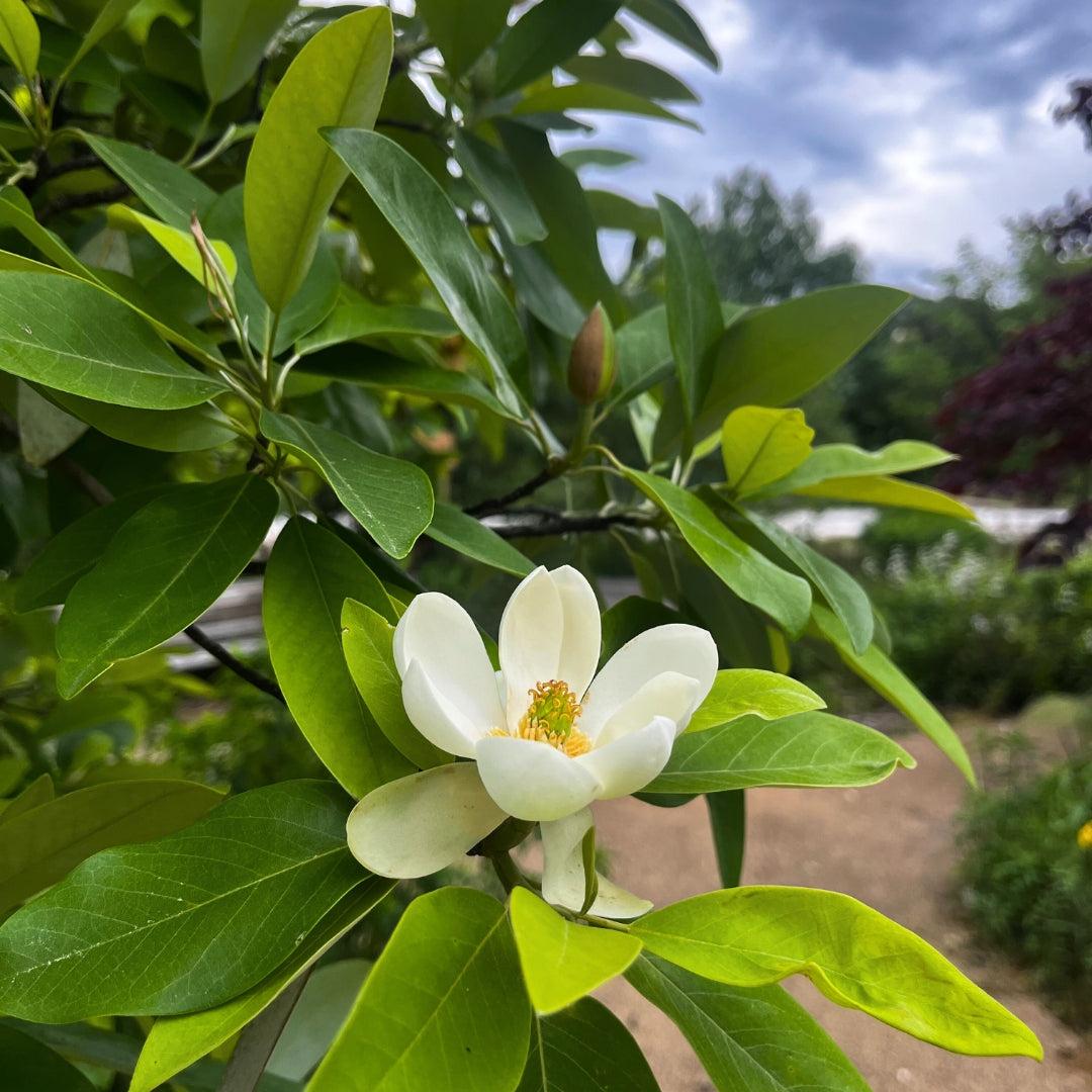 Magnolia Virginiana Multi Stem - View 17 from www redcrocus com