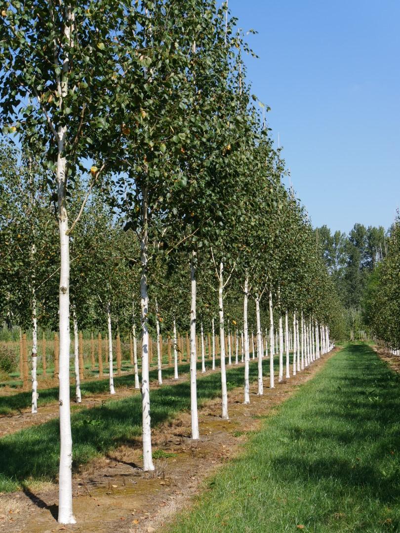 Betula Jacquemontii Single Stem - View 10 from www redcrocus com