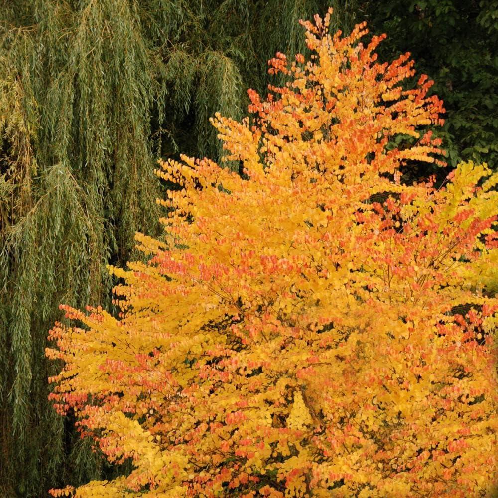 Betula Jacquemontii Single Stem - View 11 from www redcrocus com