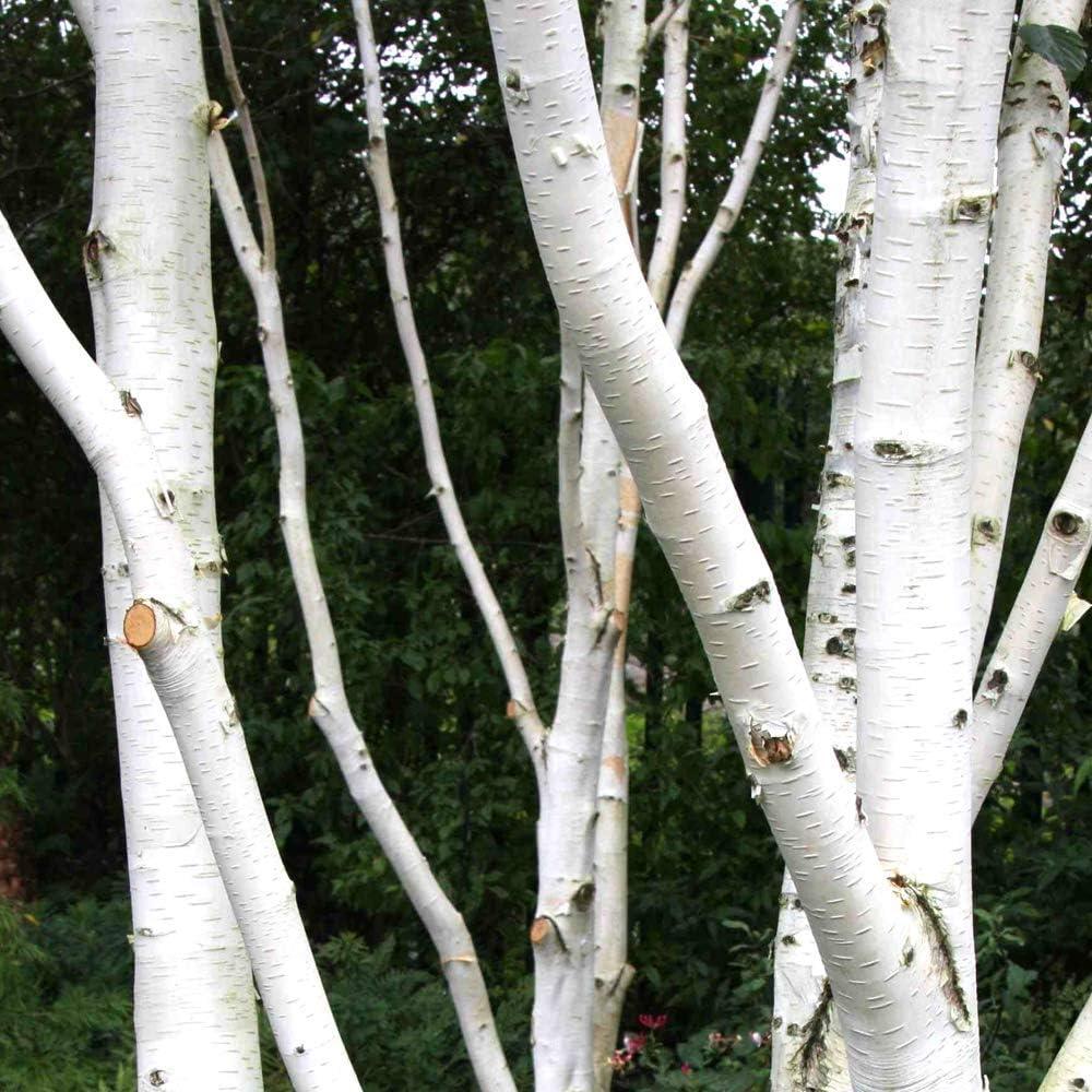 Betula Jacquemontii Single Stem - View 2 from www redcrocus com