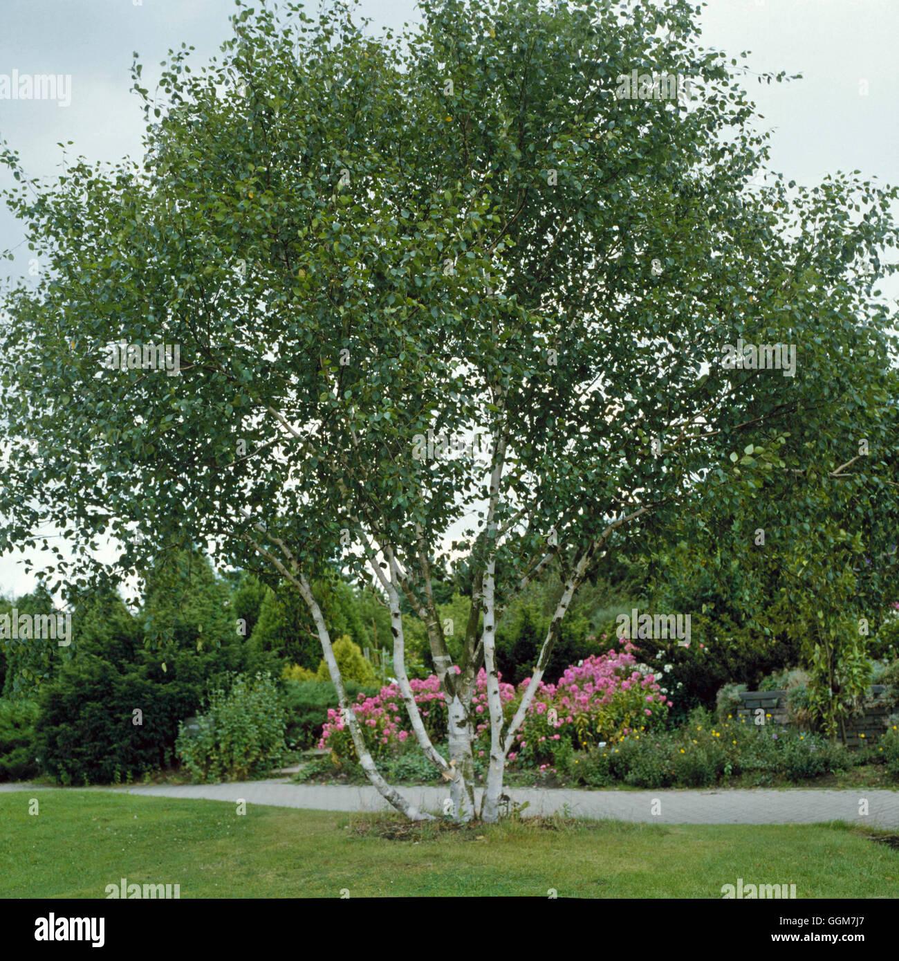 Betula Jacquemontii Single Stem - View 4 from www redcrocus com