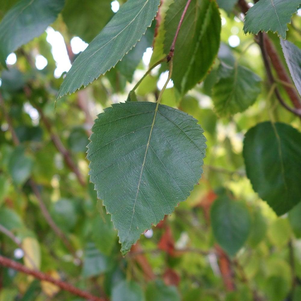 Betula Jacquemontii Single Stem - View 9 from www redcrocus com
