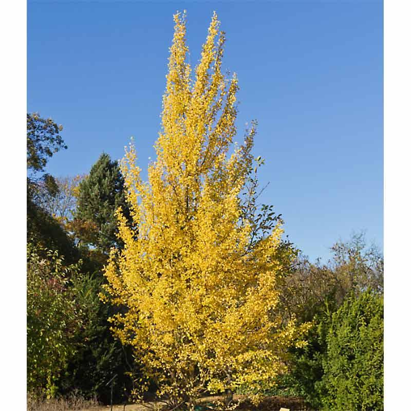 Ginkgo Biloba Princeton Sentry Single Stem - View 18 from www redcrocus com