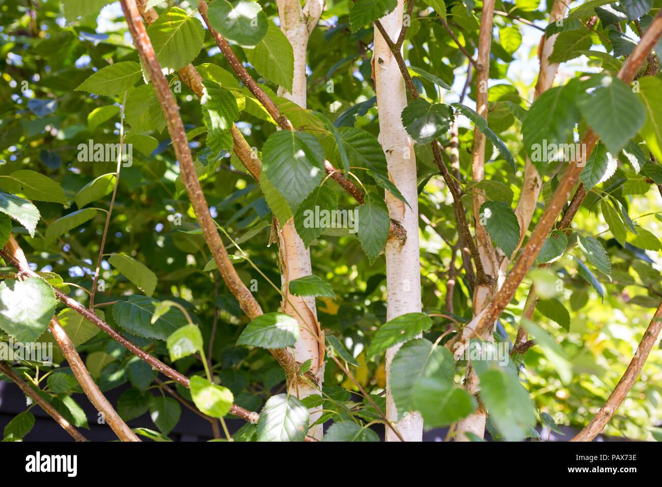 Betula Papyrifera Multi Stem - View 8 from www redcrocus com