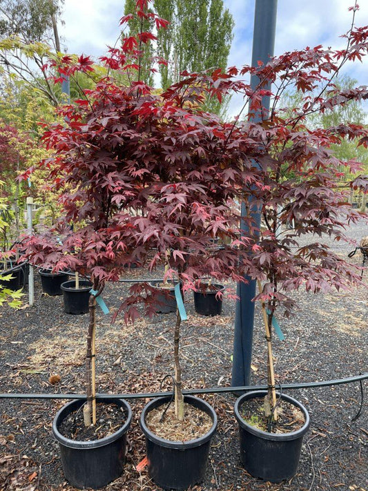 Acer Palmatum Bloodgood - View 10 from www redcrocus com