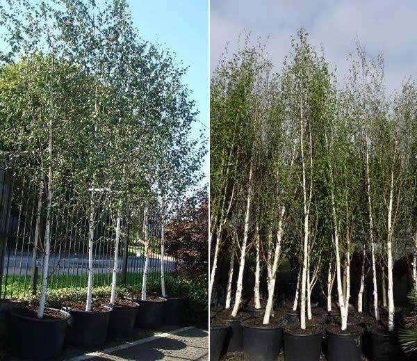 Betula Jacquemontii Single Stem - View 10 from www redcrocus com