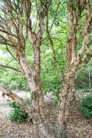 Betula Nigra Heritage Single Stem - View 16 from www redcrocus com