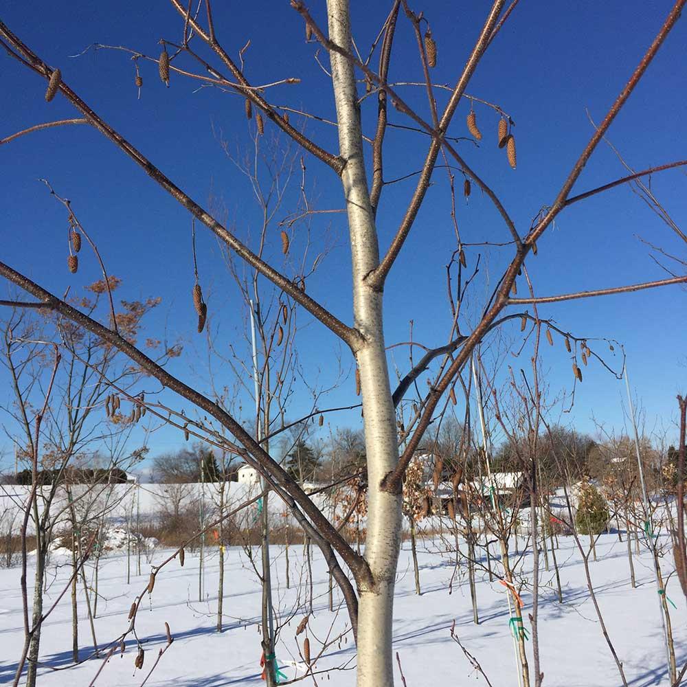 Betula Populifolia 'whitespire' Single Stem - View 16 from www redcrocus com