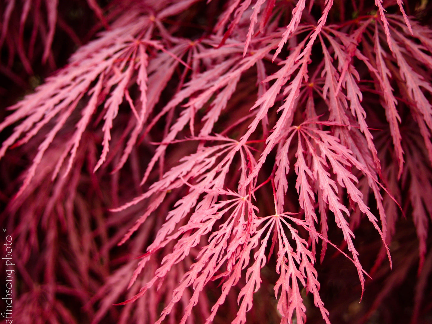 Acer Palmatum Dissectum Tamukeyama - View 17 from www redcrocus com