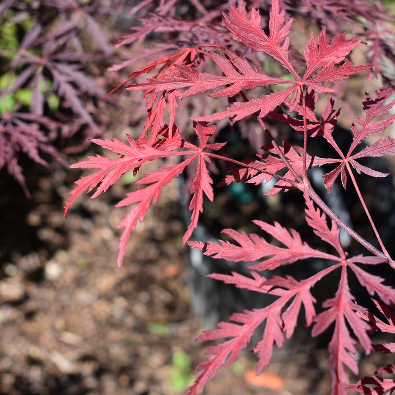 Acer Palmatum Dissectum Tamukeyama - View 2 from www redcrocus com