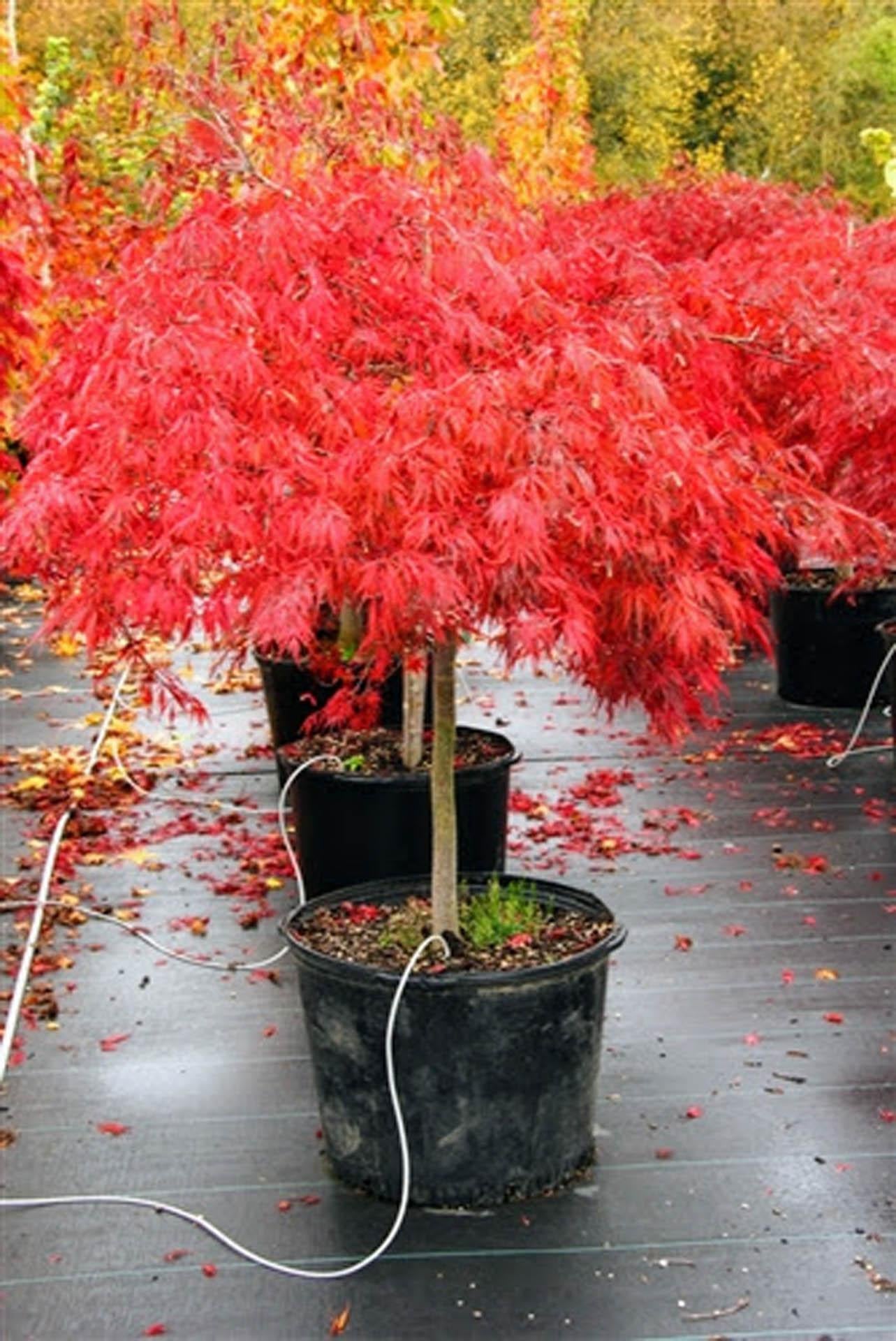 Acer Palmatum Dissectum Tamukeyama - View 6 from www redcrocus com