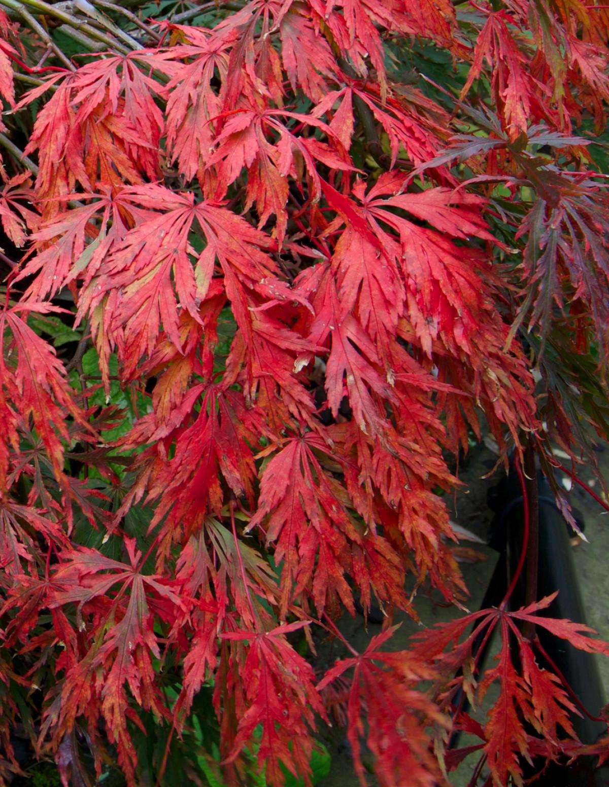 Acer Palmatum Dissectum Tamukeyama - View 8 from www redcrocus com