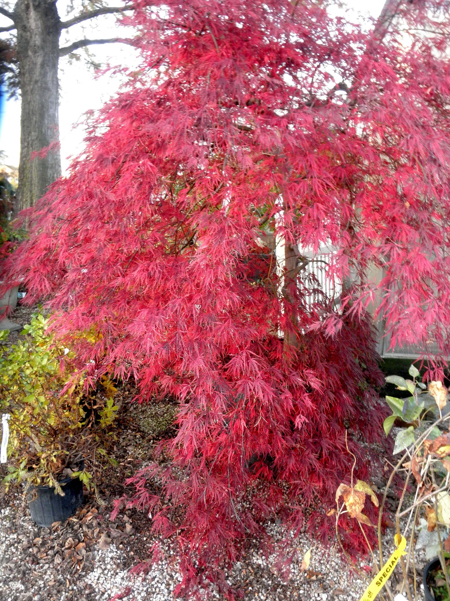 Acer Palmatum Dissectum Tamukeyama - View 9 from www redcrocus com