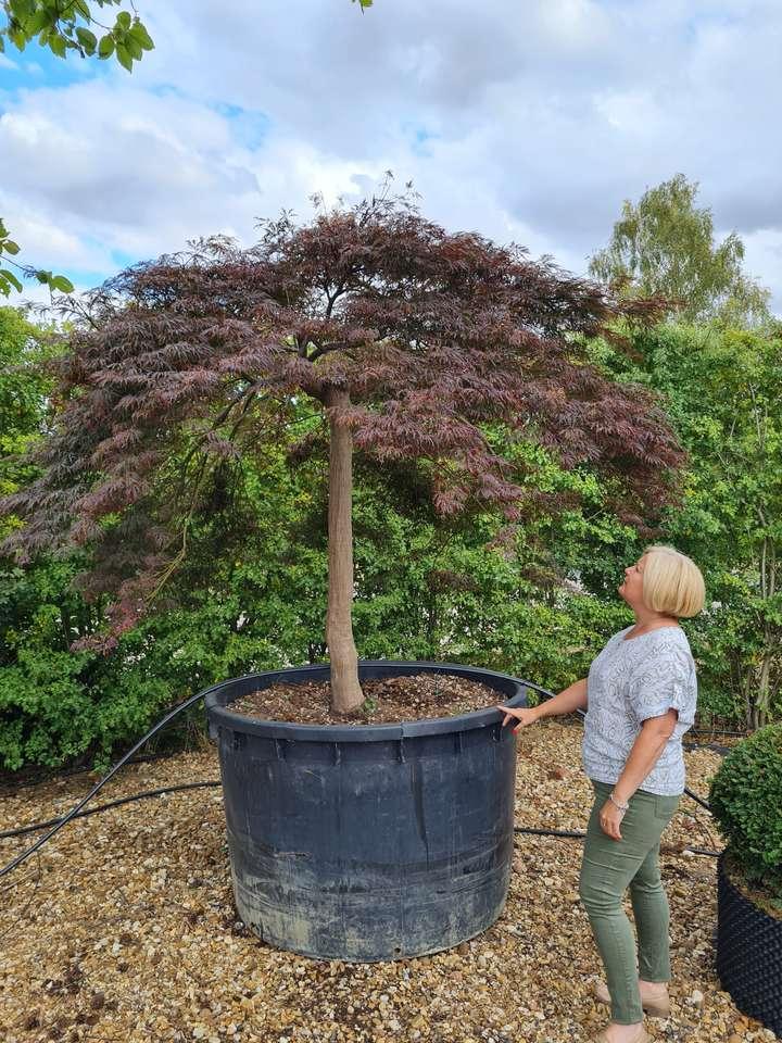 Acer Palmatum Dissectum 'garnet' - View 6 from www redcrocus com