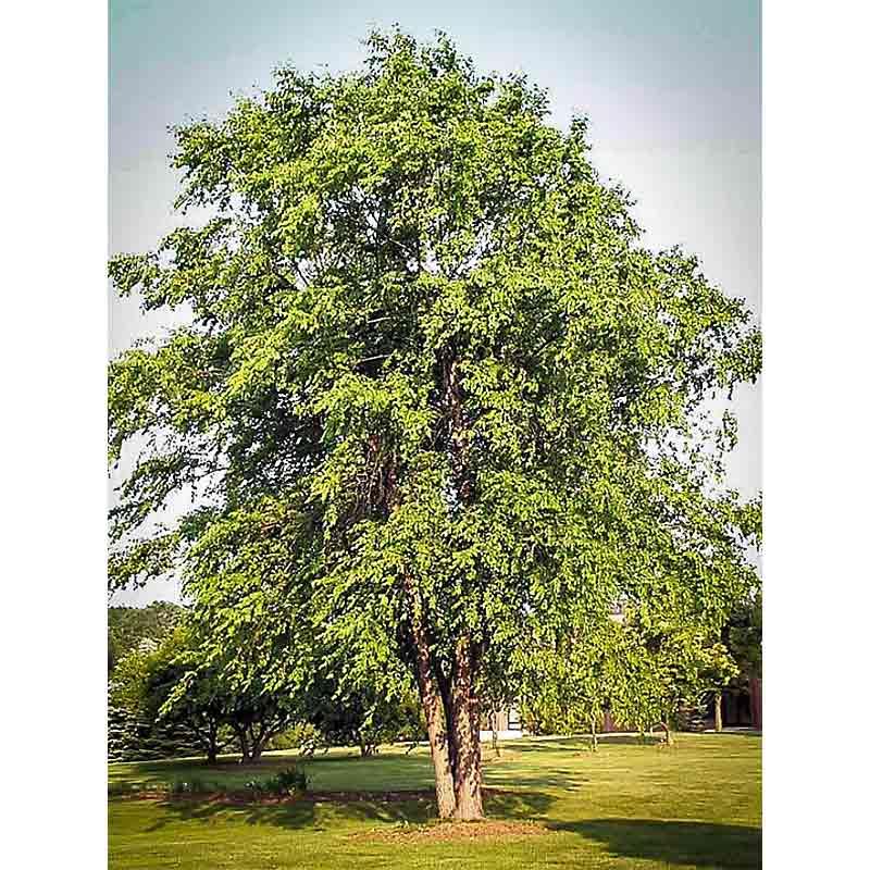 Betula Nigra Dura Heat Multi Stem - View 20 from www redcrocus com