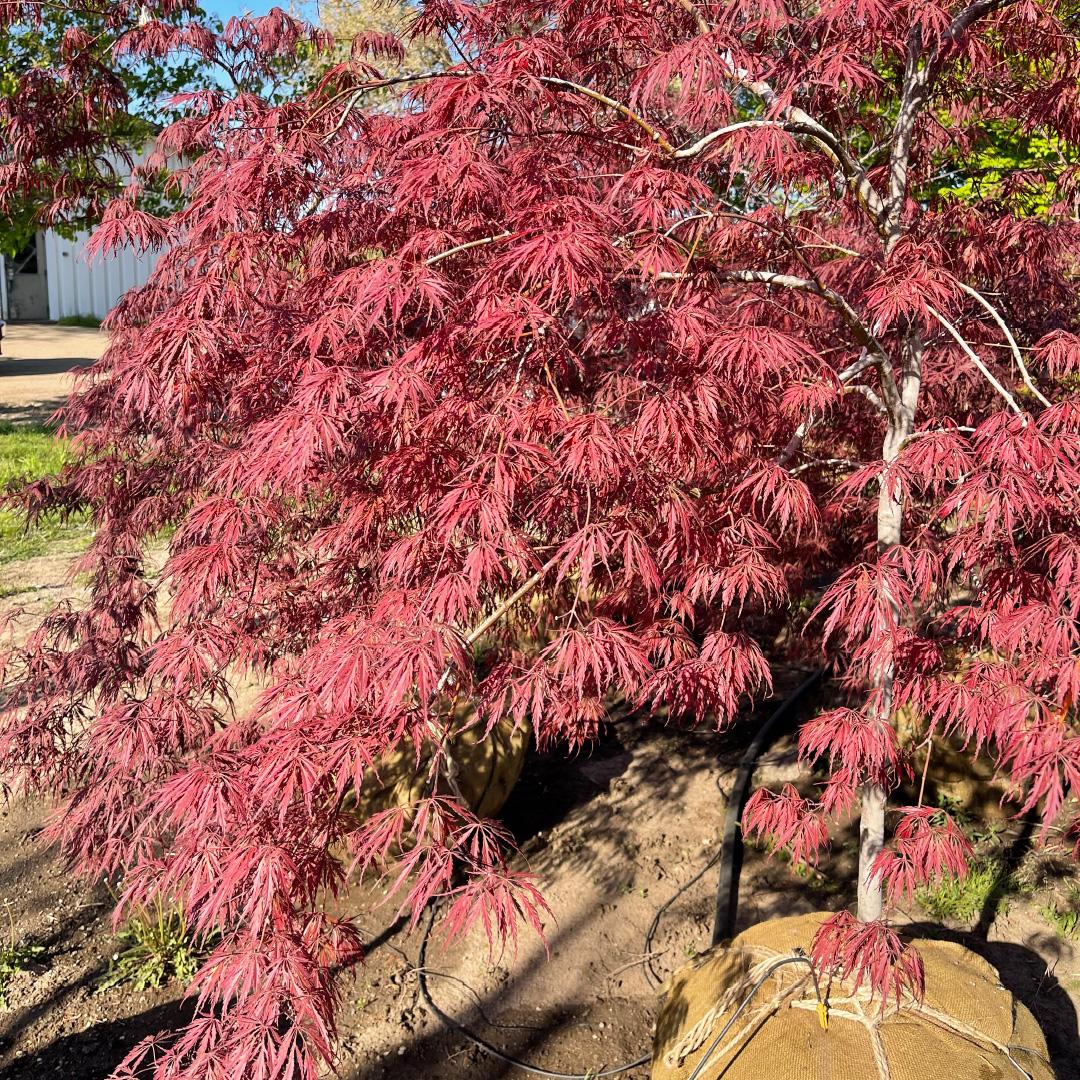 Acer Palmatum Dissectum 'tamukeyama' - View 18 from www redcrocus com