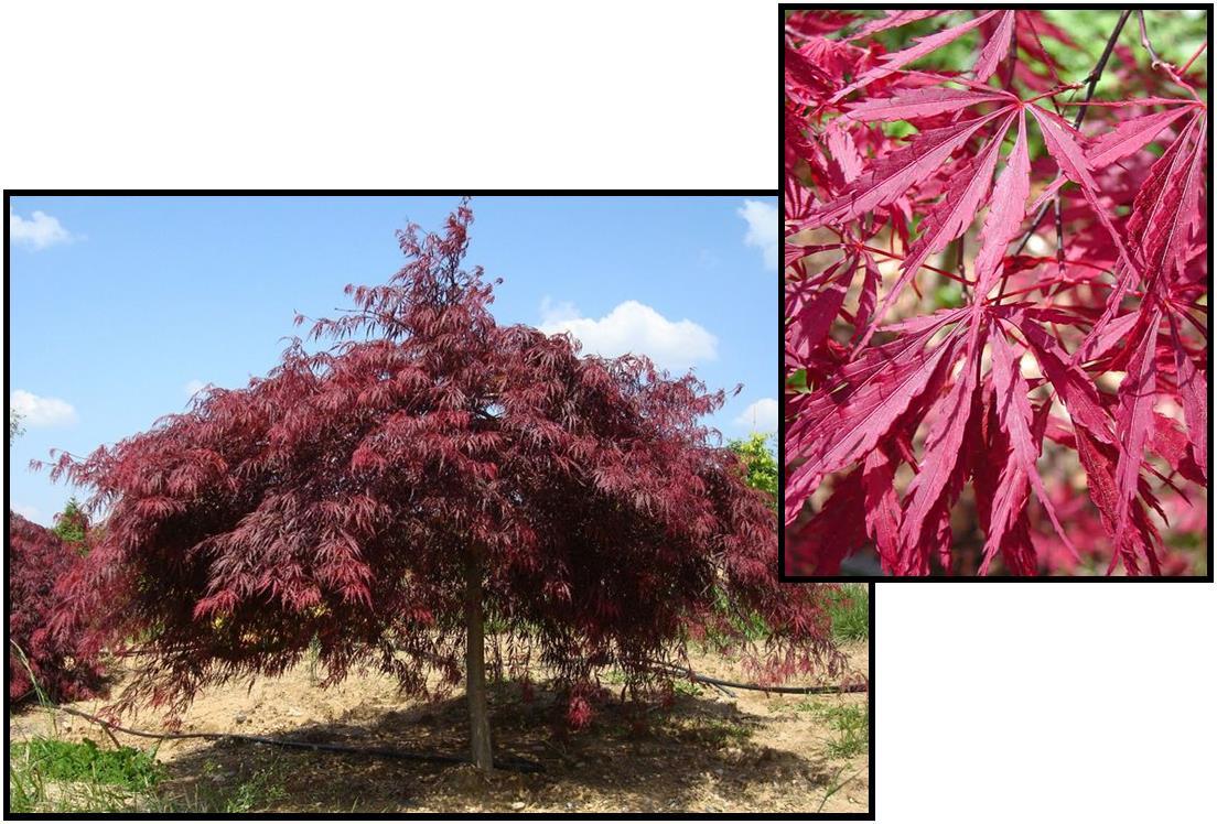 Acer Palmatum Dissectum 'tamukeyama' - View 25 from www redcrocus com