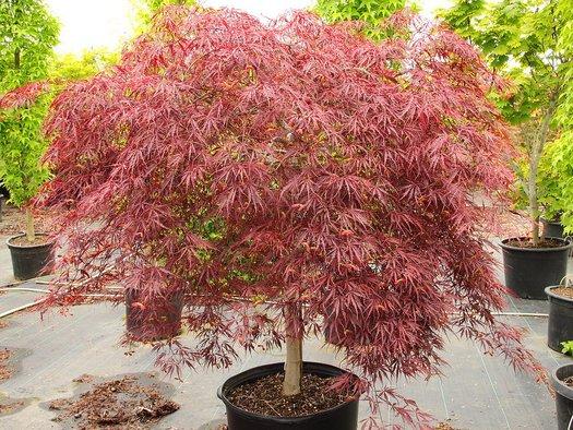 Acer Palmatum Dissectum 'tamukeyama' - View 40 from www redcrocus com