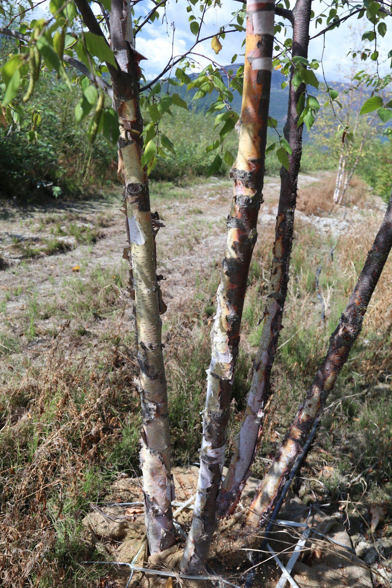 Betula Papyrifera Multi Stem - View 9 from www redcrocus com