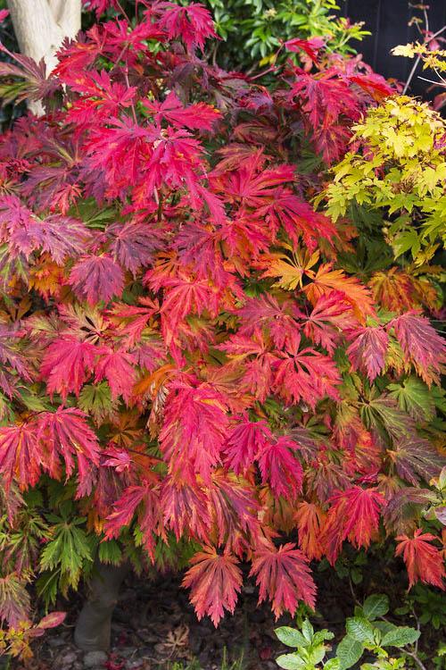 Acer Japonicum 'aconitifolium' - View 10 from www redcrocus com