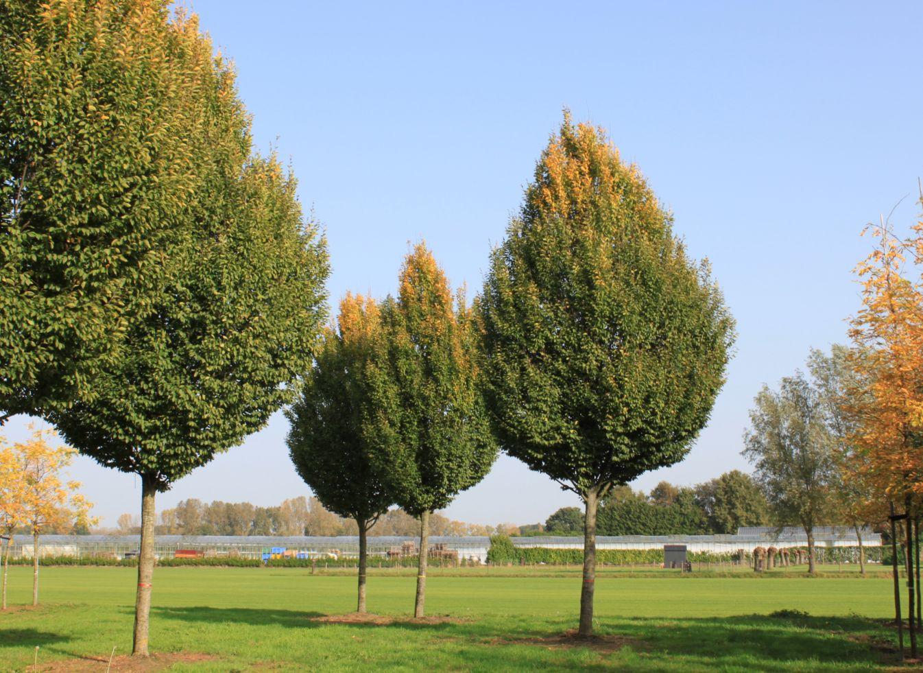 Carpinus Betulus Fastigiata Low Branch - View 8 from www redcrocus com