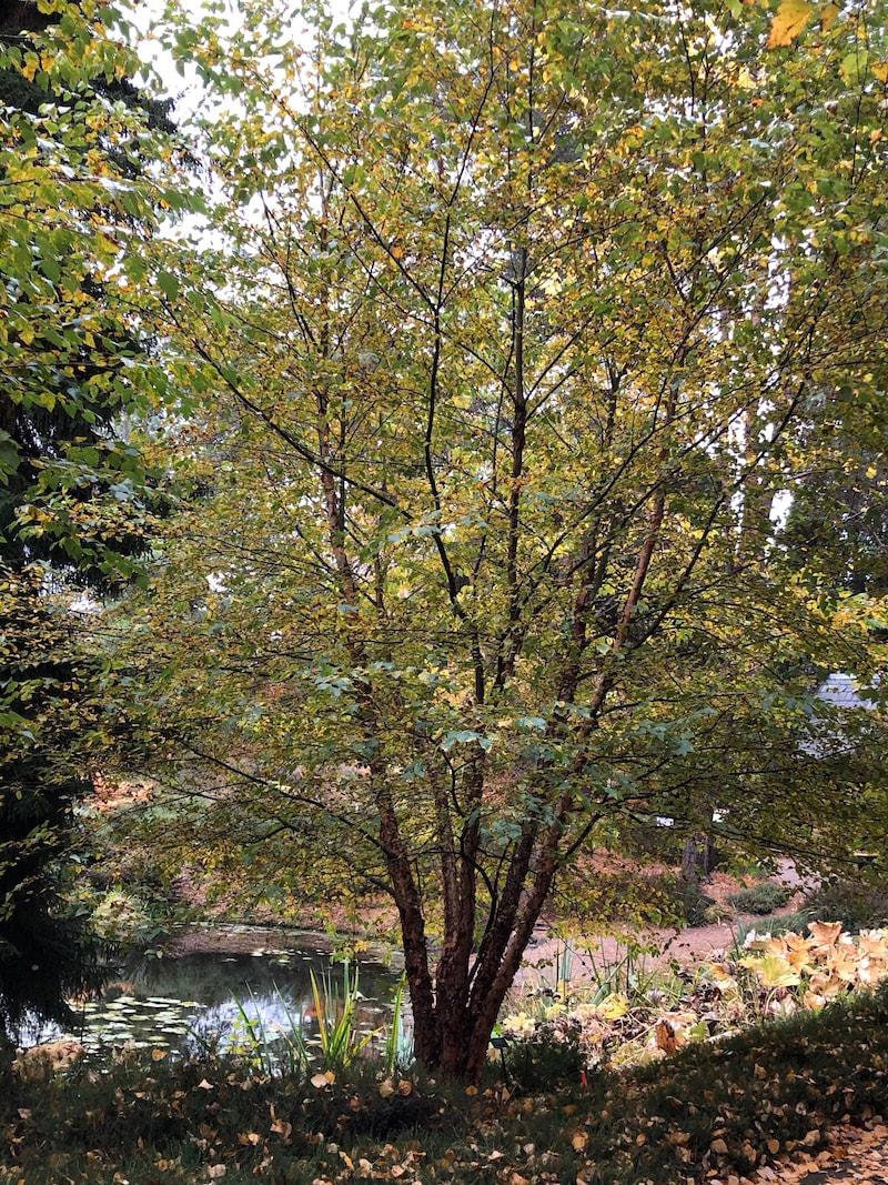 Betula Nigra Dura Heat Multi Stem - View 14 from www redcrocus com