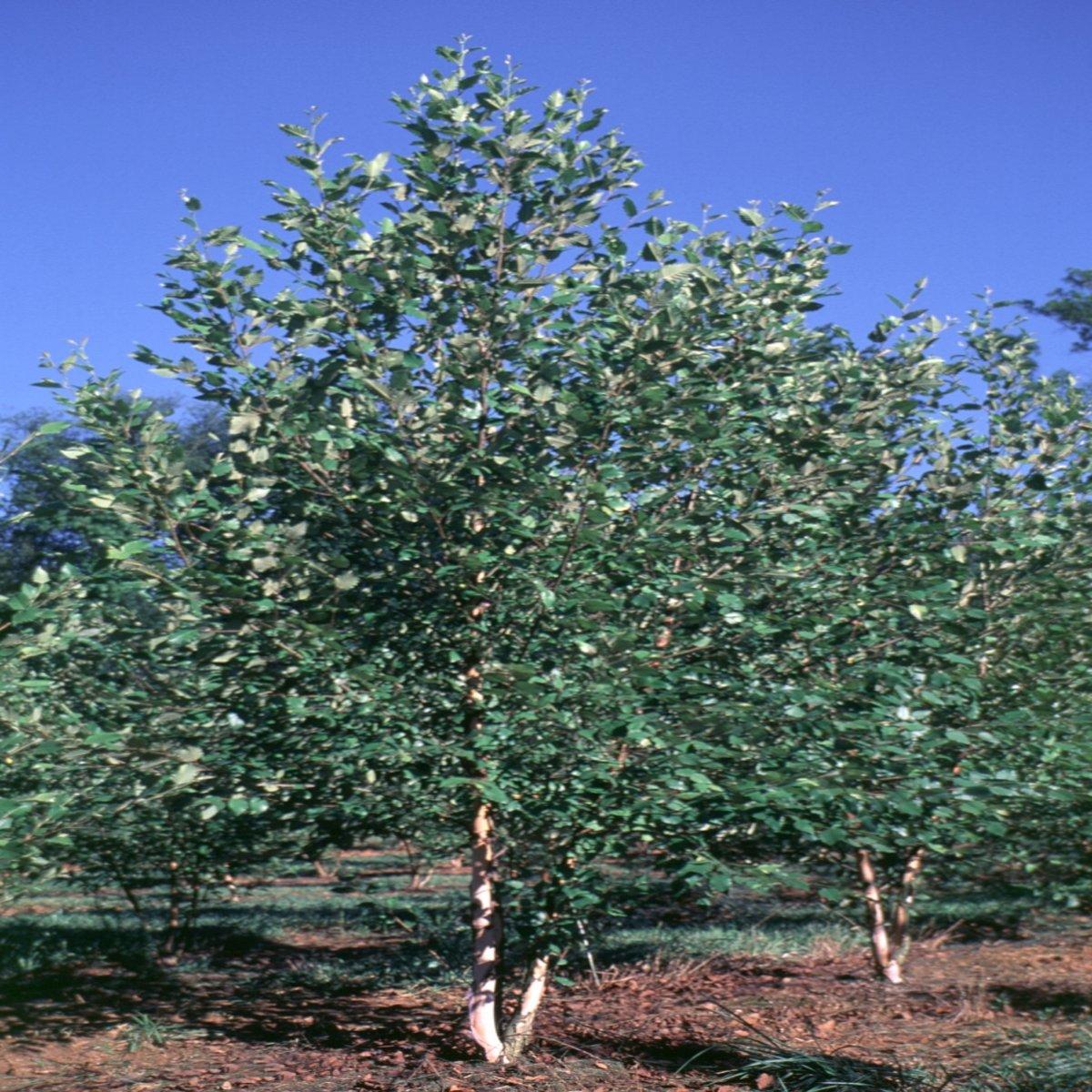 Betula Nigra Dura Heat Multi Stem - View 5 from www redcrocus com
