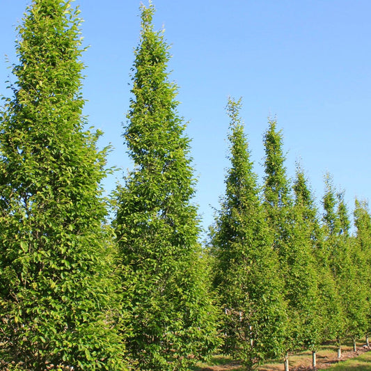 Carpinus Betulus Fastigiata Low Branch - View 10 from www redcrocus com
