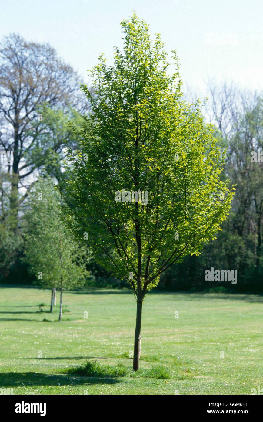 Carpinus Betulus Fastigiata Low Branch - View 15 from www redcrocus com