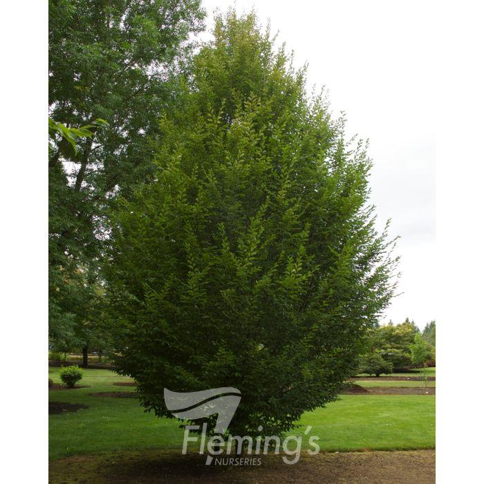 Carpinus Betulus Fastigiata Low Branch - View 9 from www redcrocus com