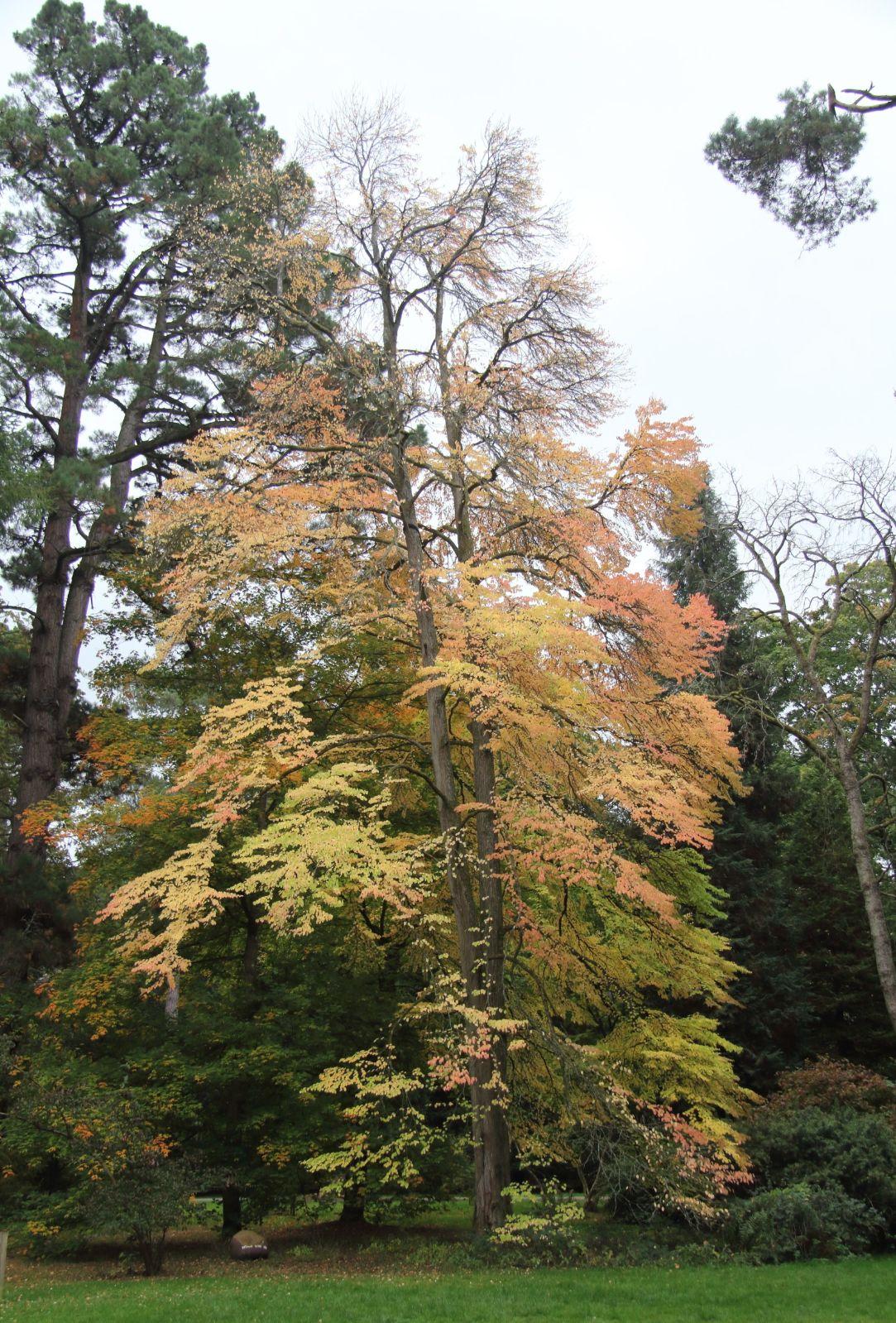 Cercidiphyllum Japonicum - View 20 from www redcrocus com
