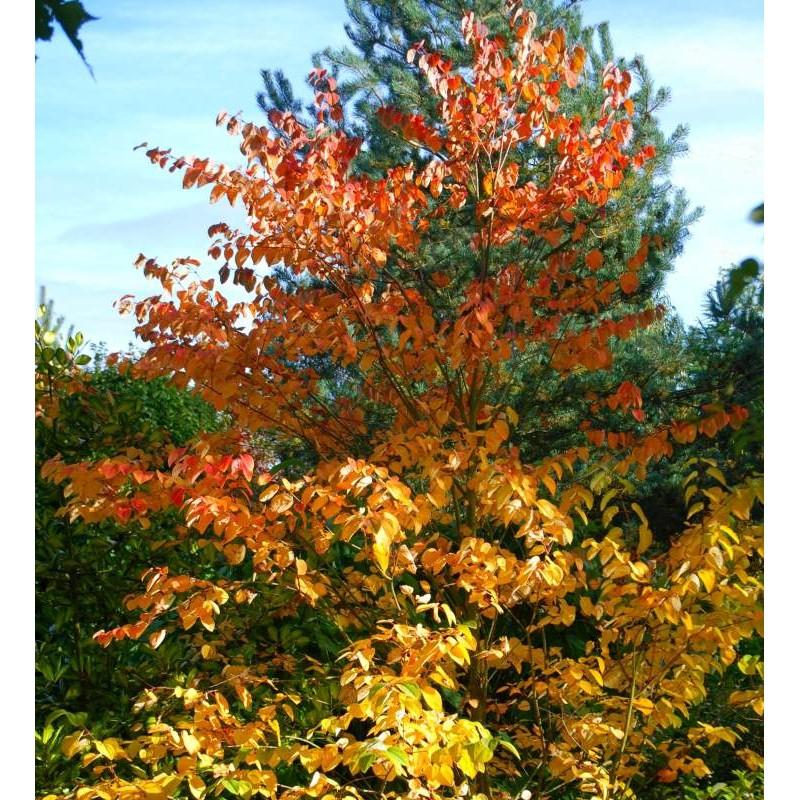 Cercidiphyllum Japonicum - View 22 from www redcrocus com