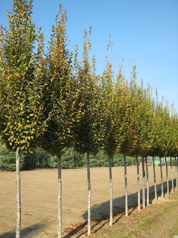 Carpinus Betulus Fastigiata Multi Stem - View 13 from www redcrocus com
