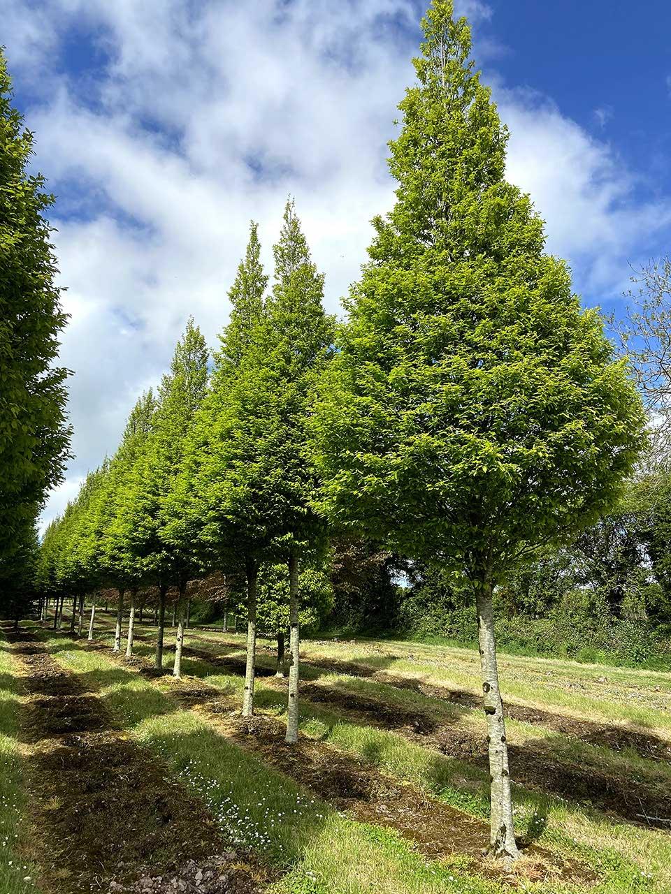 Carpinus Betulus Fastigiata Multi Stem - View 3 from www redcrocus com